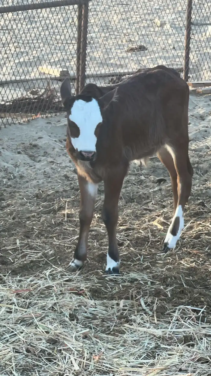 بقره للبيع 2