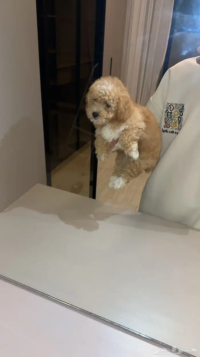 عندي هالكلب ذكر للبيع 3