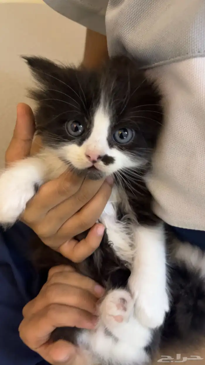 قطه شيرازيه للبيع بي 50 1