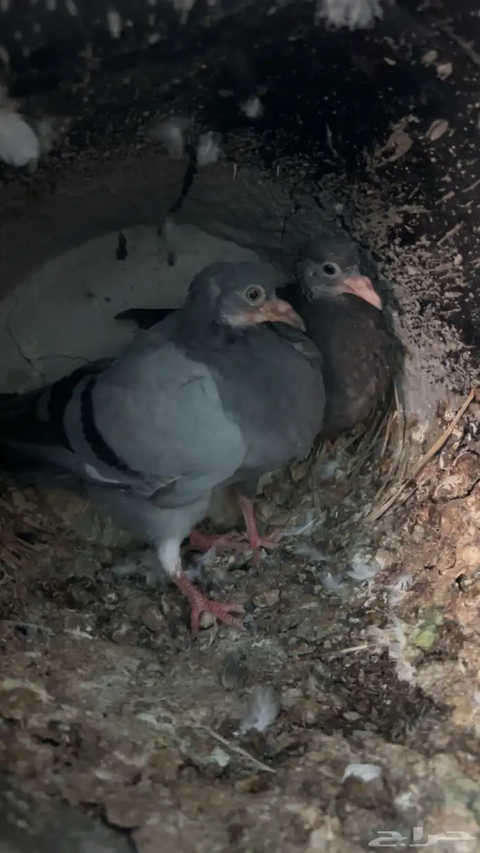 فروخ حمام للبيع طيبات عل 27 مذبوح وحي عل 25 ريال فرنسي سلفر 3