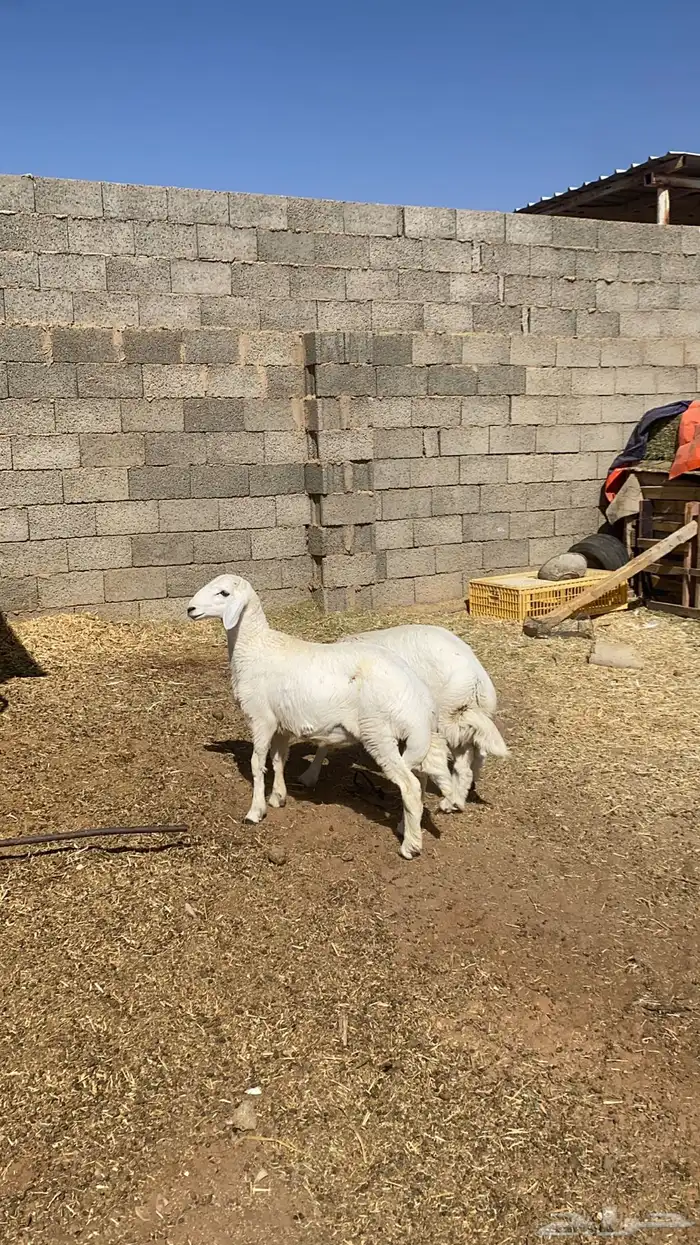 خروفين حريه 0