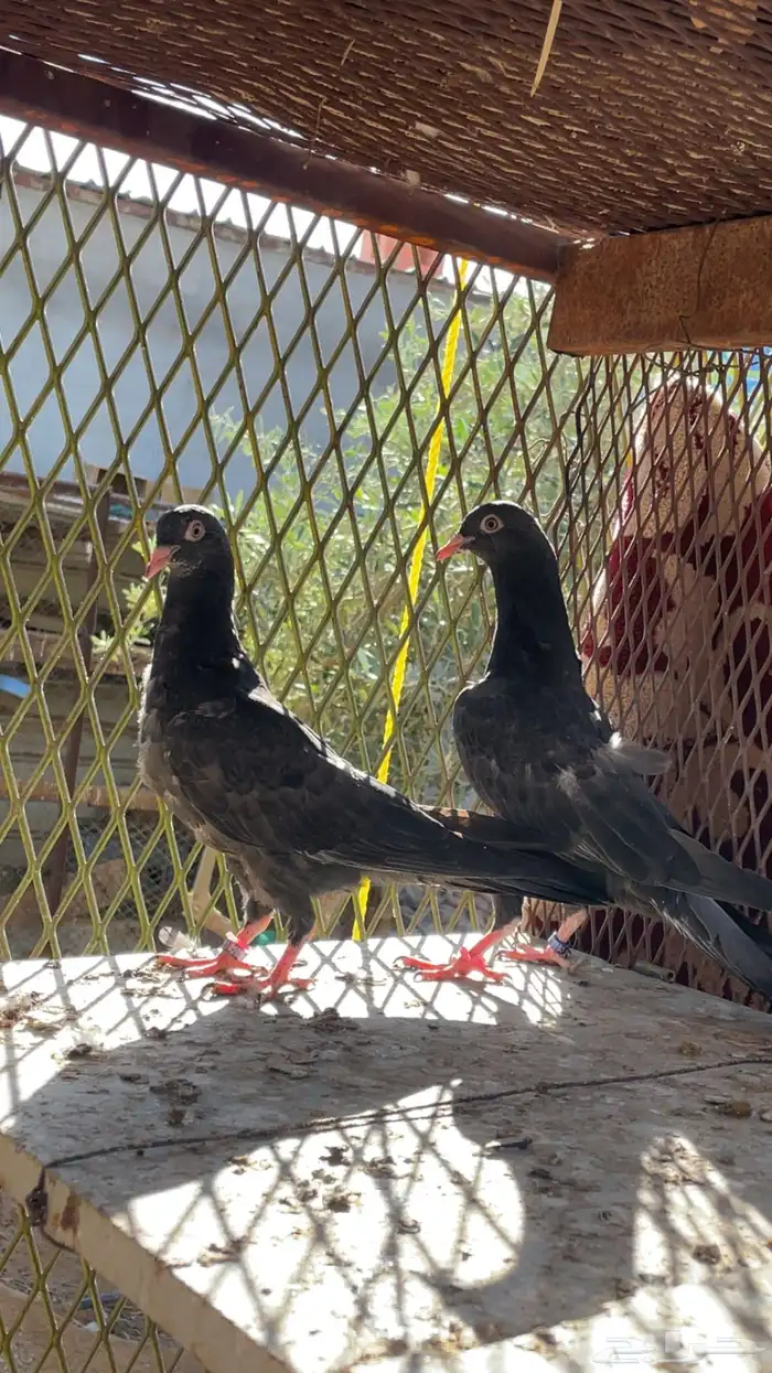 جوز تيدي. وطبات. 2