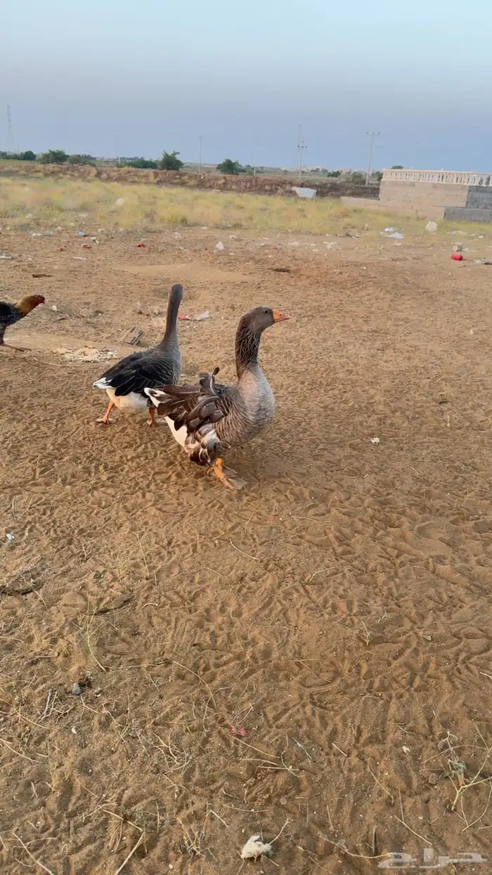 السلام عليكم وز زينه للبيع مفتل 2