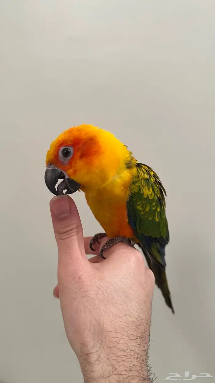 صن كنيور اليف 2