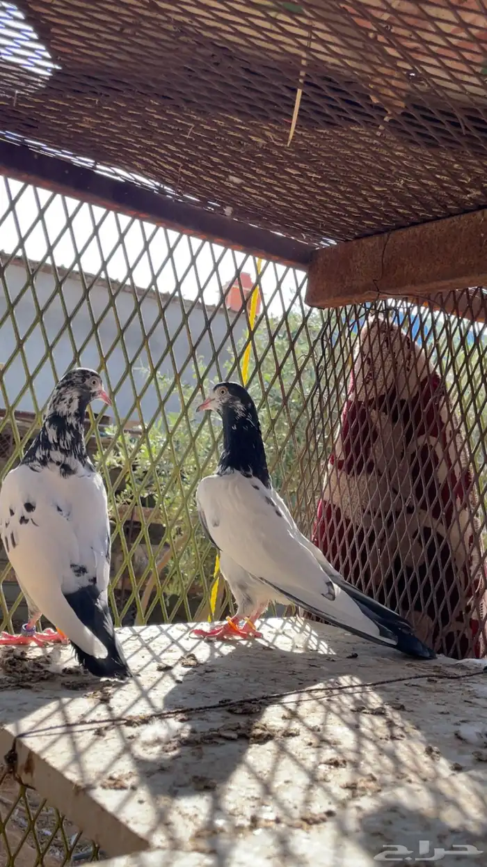 جوز تيدي. وطبات. 0