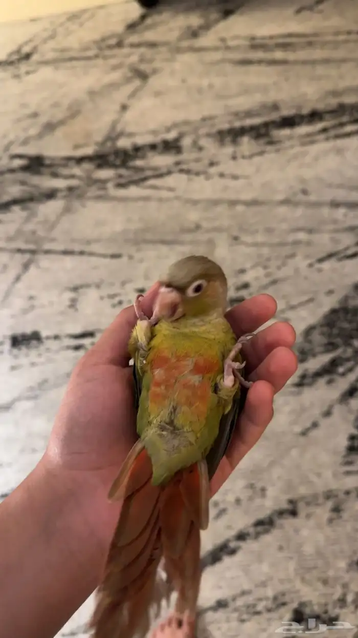 للبيع عصفور كنيور اليف جدا ولعوب وصحته ممتازه 4
