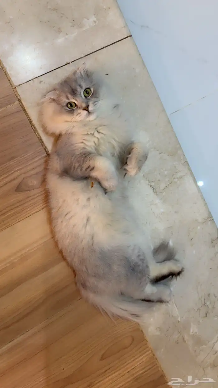 قط سكوتش فولد للبيع 2