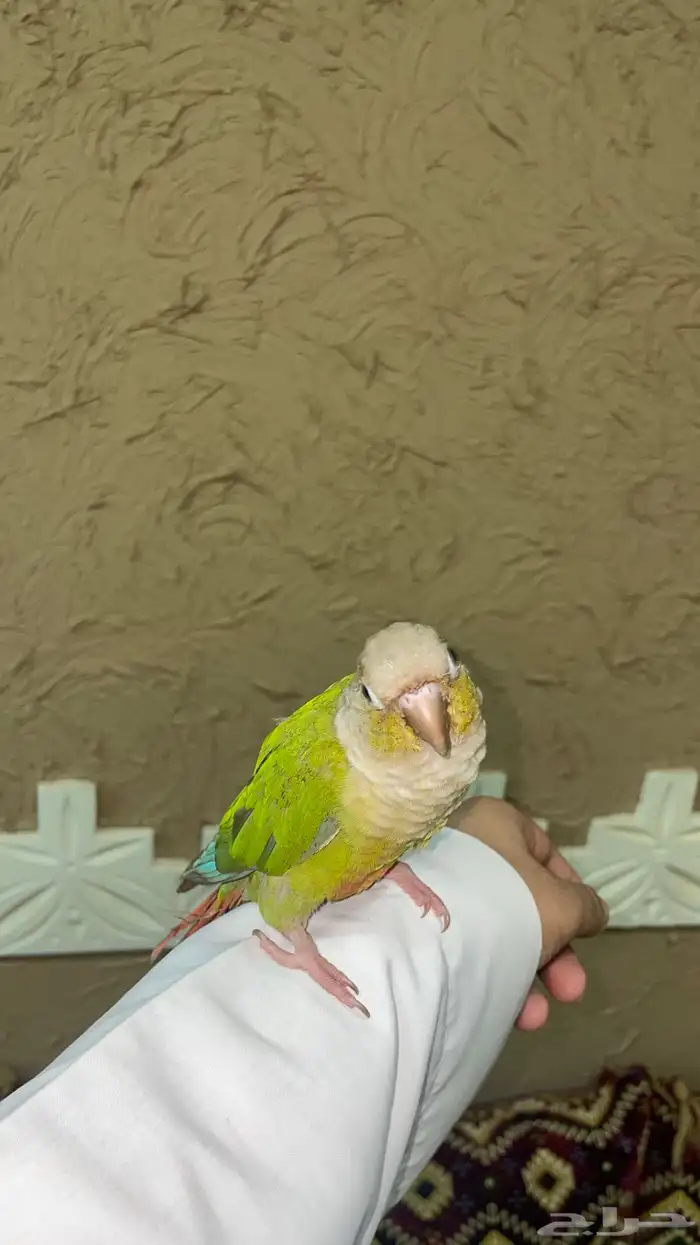 كنيور اناناس 0