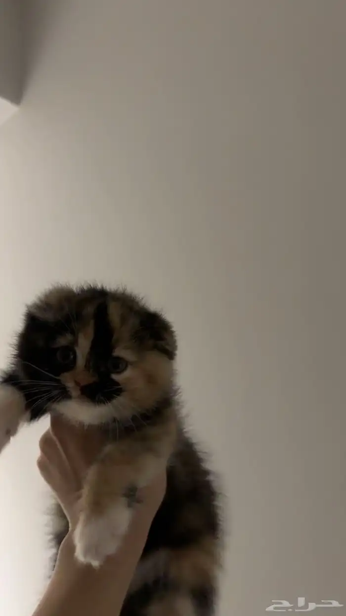 قطه للبيع 1