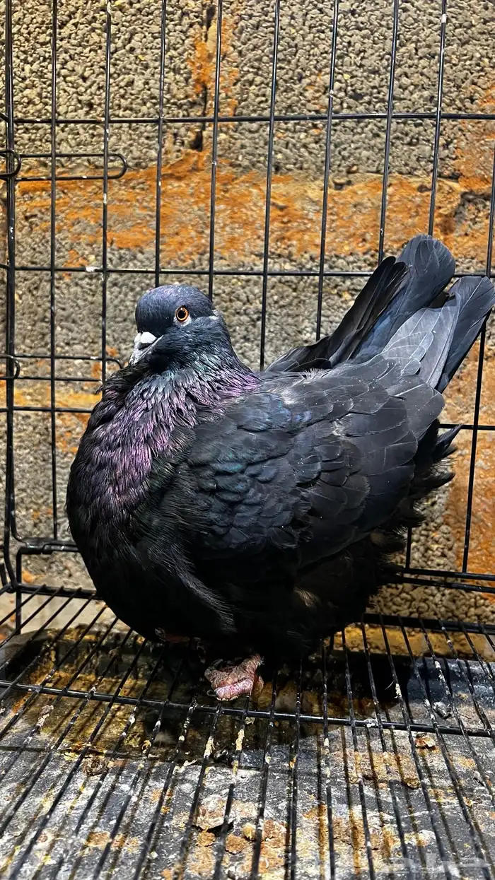 جوز فرش مستوا 0