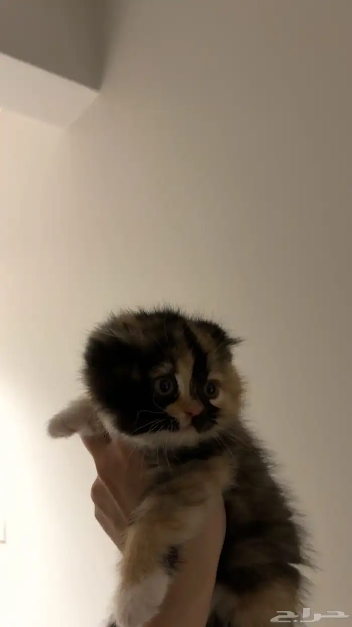 قطه للبيع 0