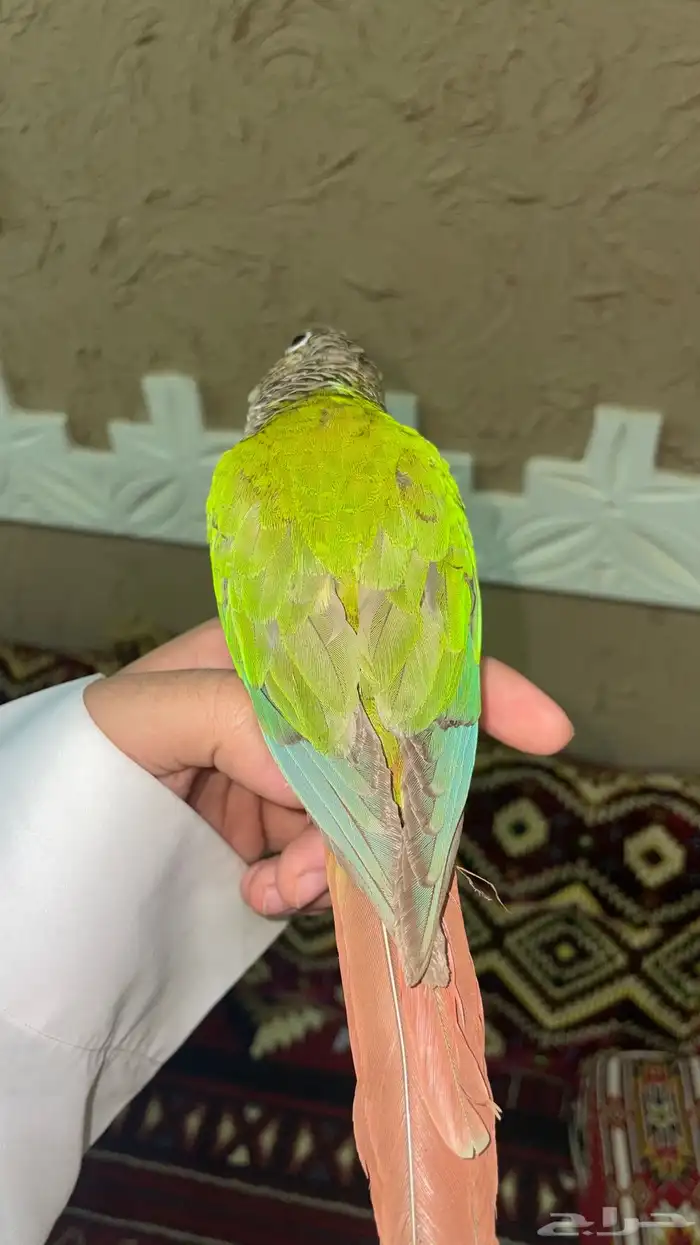 كنيور اناناس 1