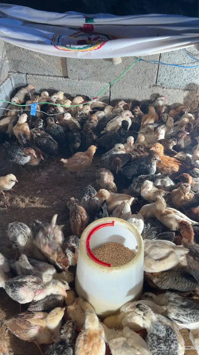 فروخ دجاج بلدي 6