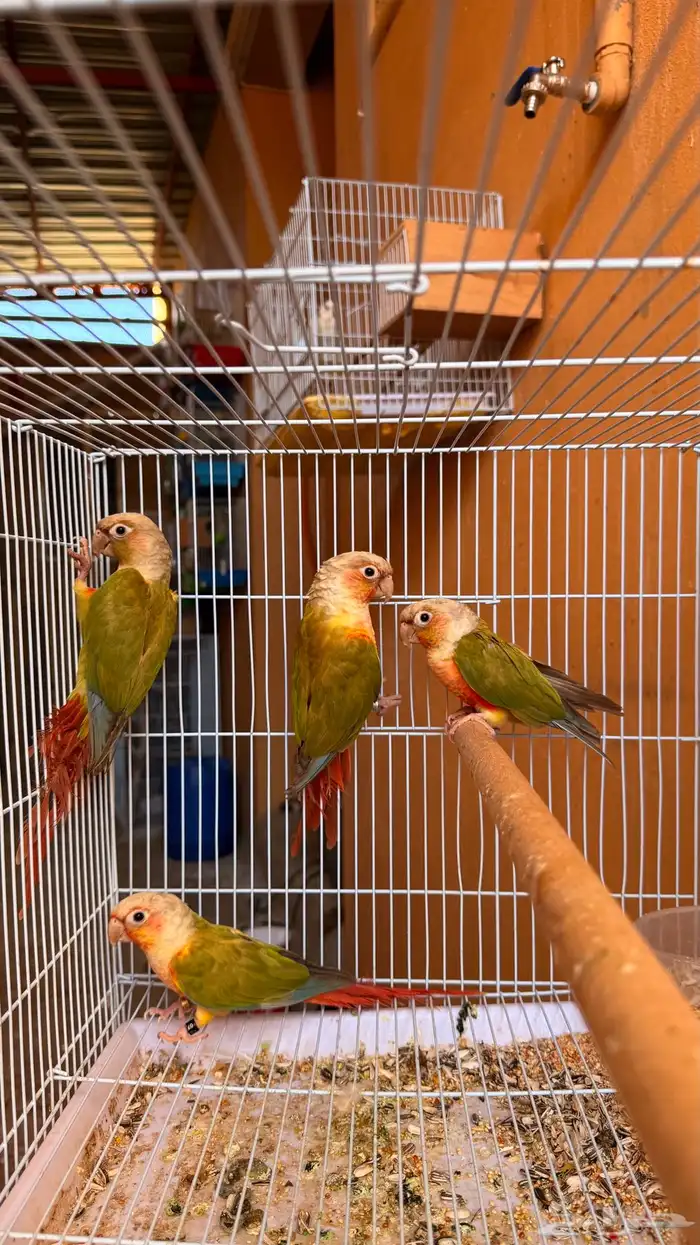 زوجين كنيور اناناس رد فاكتر للبيع او للبدل 2