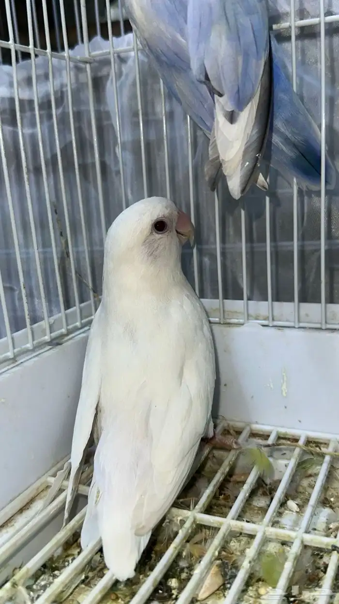 جوز روز منتج 3