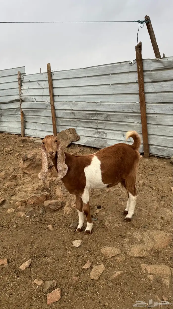 جفره مصريه دافع 2