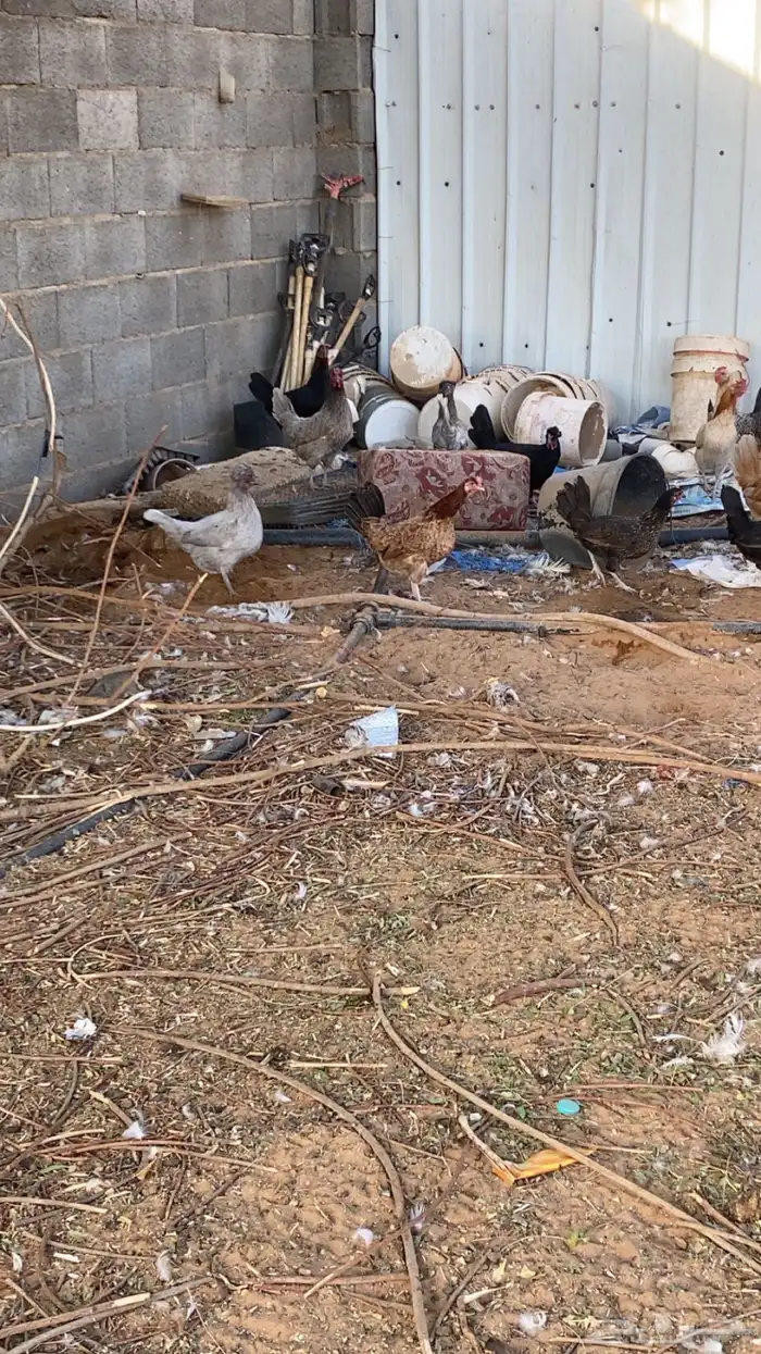 للبيع دجاج بياض وبط 1