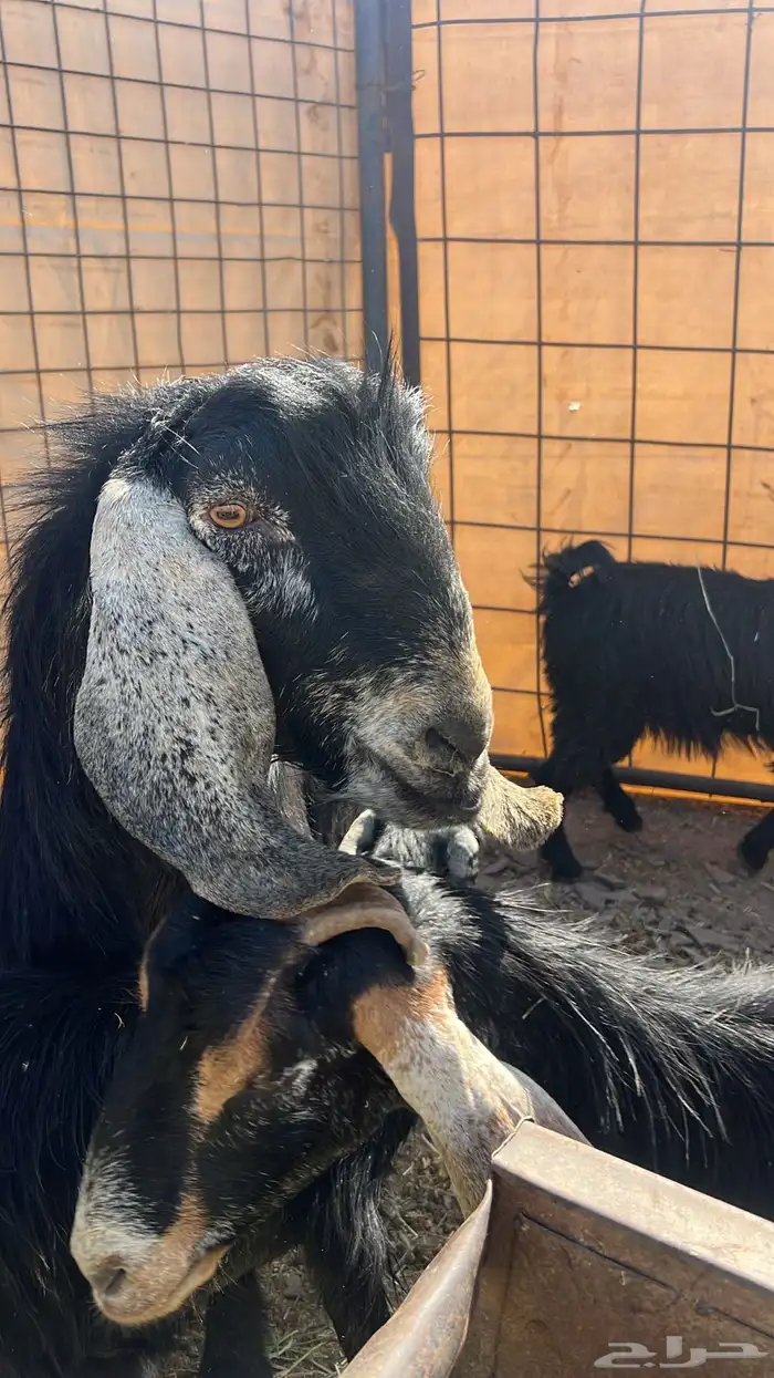 تيس فحل مشروط بلضراب ونضيف مشروط من جميع المراض 3