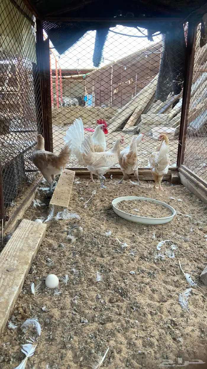 طقمين دجاج لون مميز 1