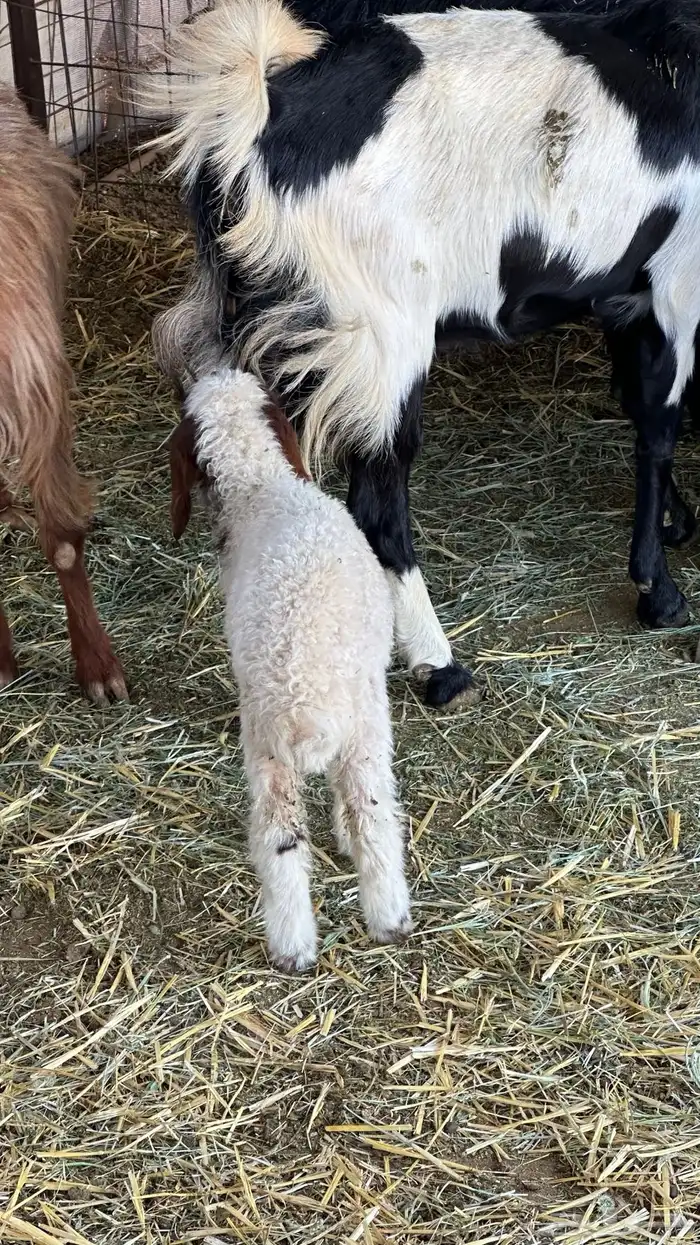 دواغير رخله وخروف عمرهن حول شهر ونص شرط يدغرن وسليمات 1