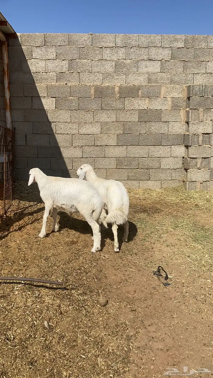 خروفين حريه 2