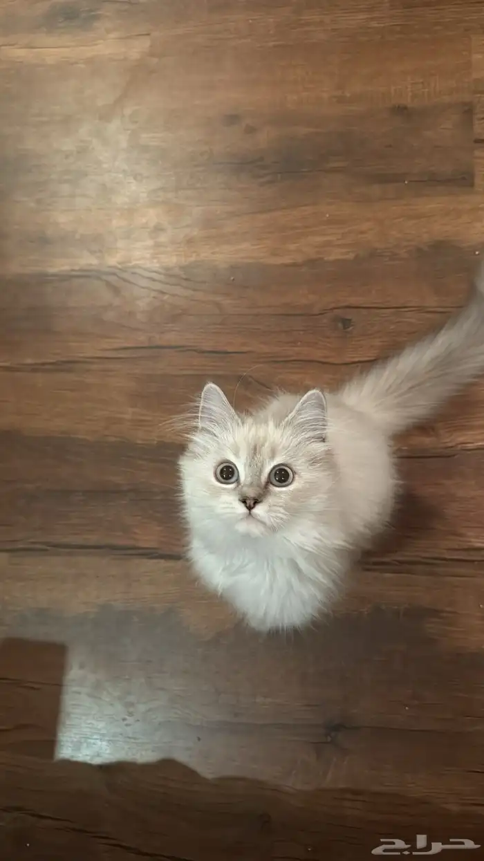 قط هملايا لتبني 0