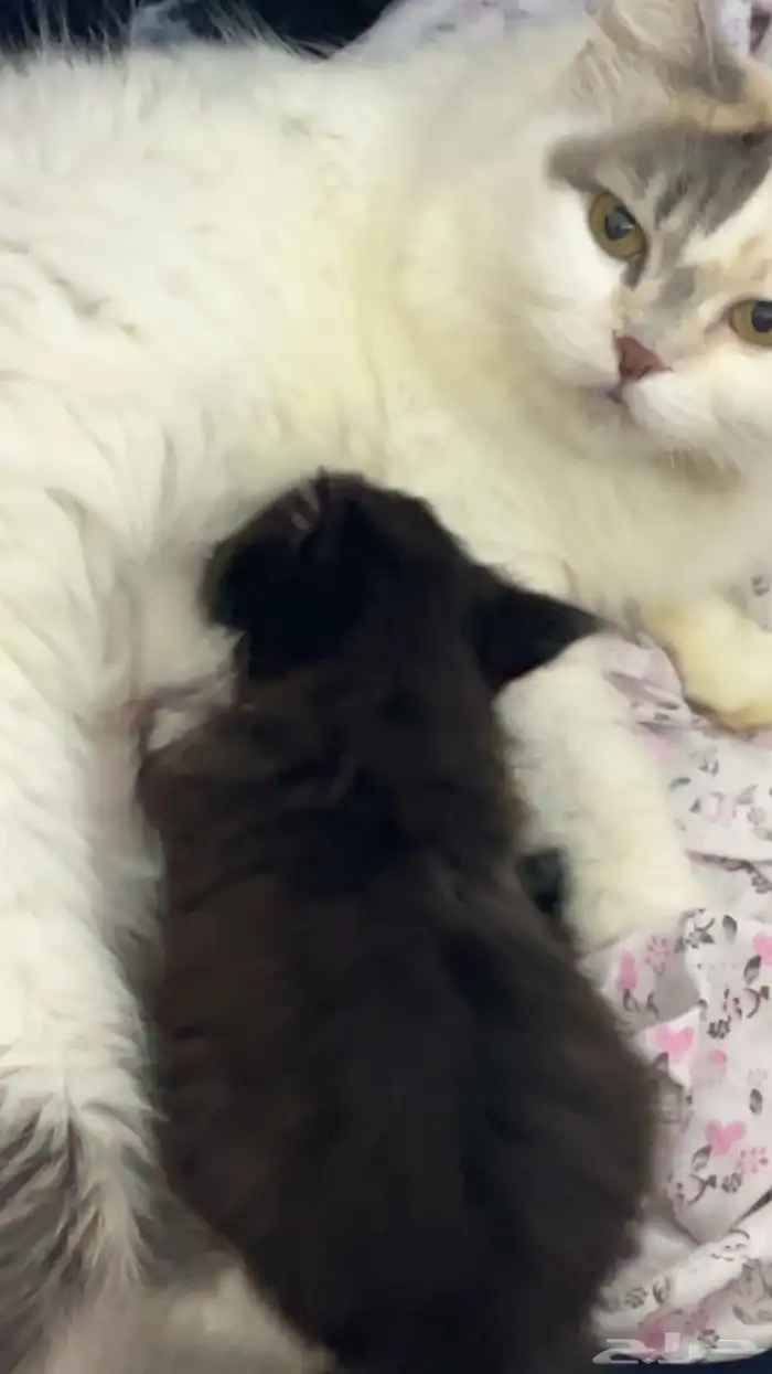 قطه شيرازيه للبيع بي 50 5