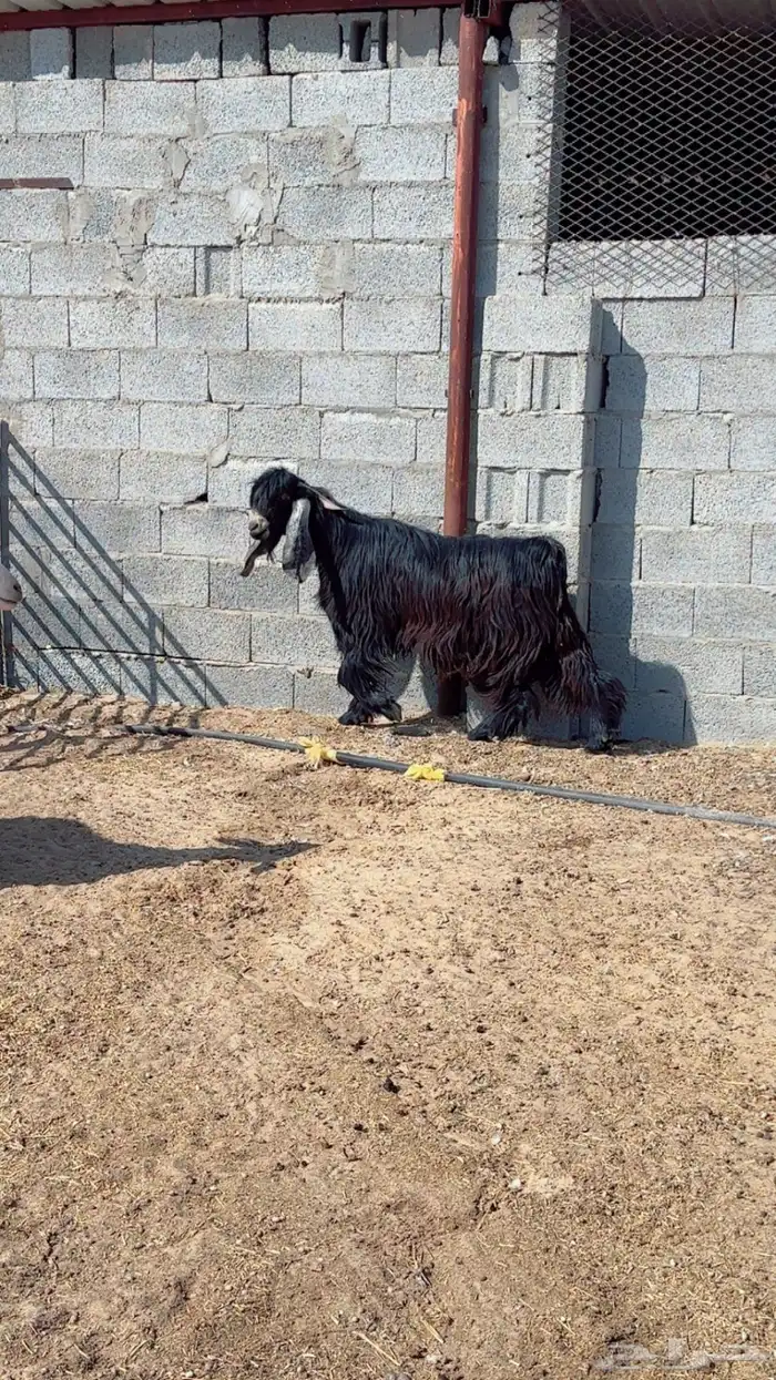 فحل حري وفحول تيوس شرط القريع ومنتجه العداد كلها 3 3