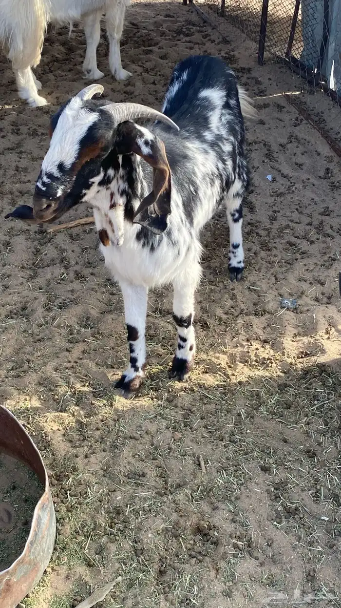 معزا للبيع 2