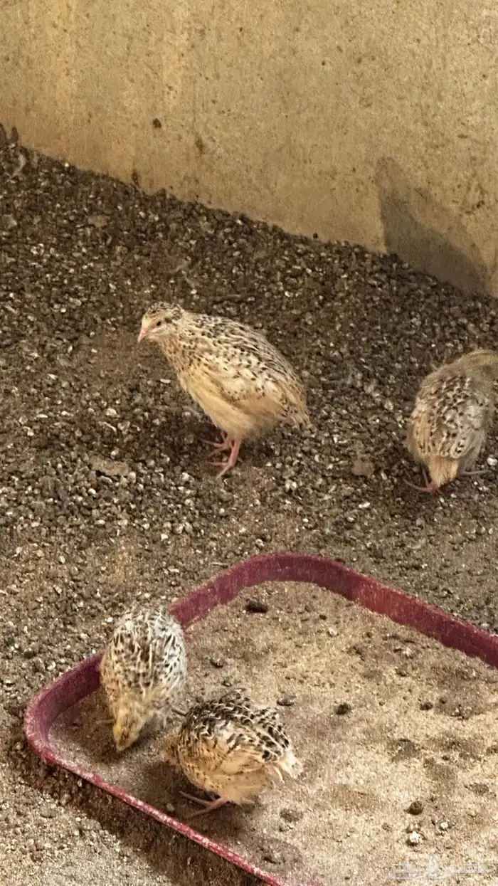 سمان للبيع 2