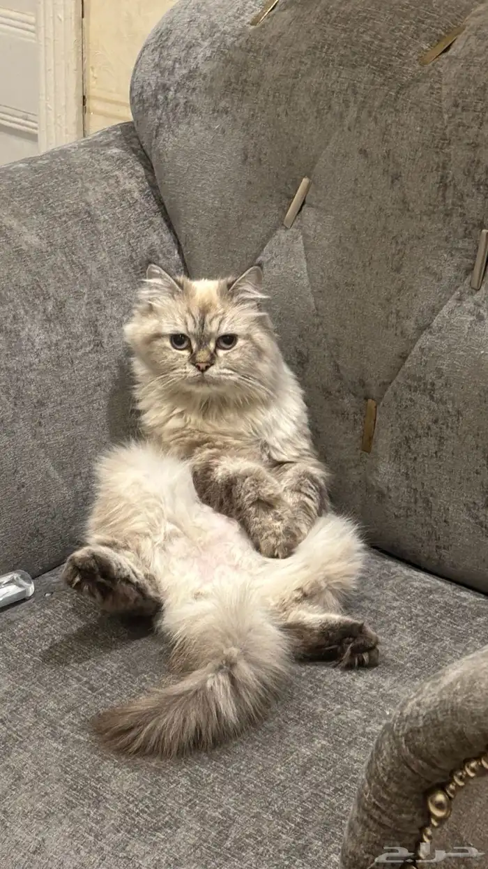 قطه هملايه وشيرازي العمر 8 شهور انثى 1