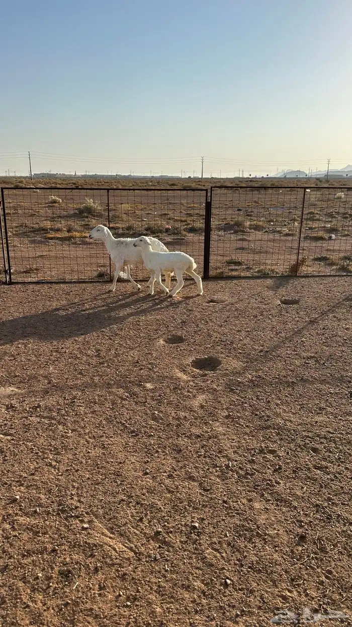 شاه حريه ثنيه تحتها خروف ( النبهانيه ) 4