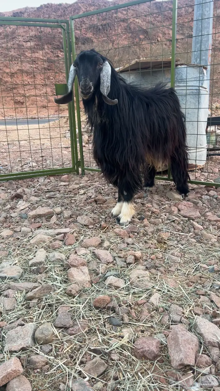 للبيع تيس فحل طيب 2