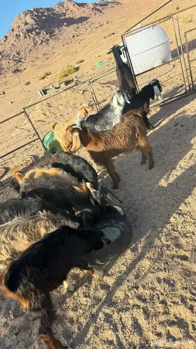 بهم للبيع العدد 11. فيهن جفرتين والباقي تيوس مخصا index