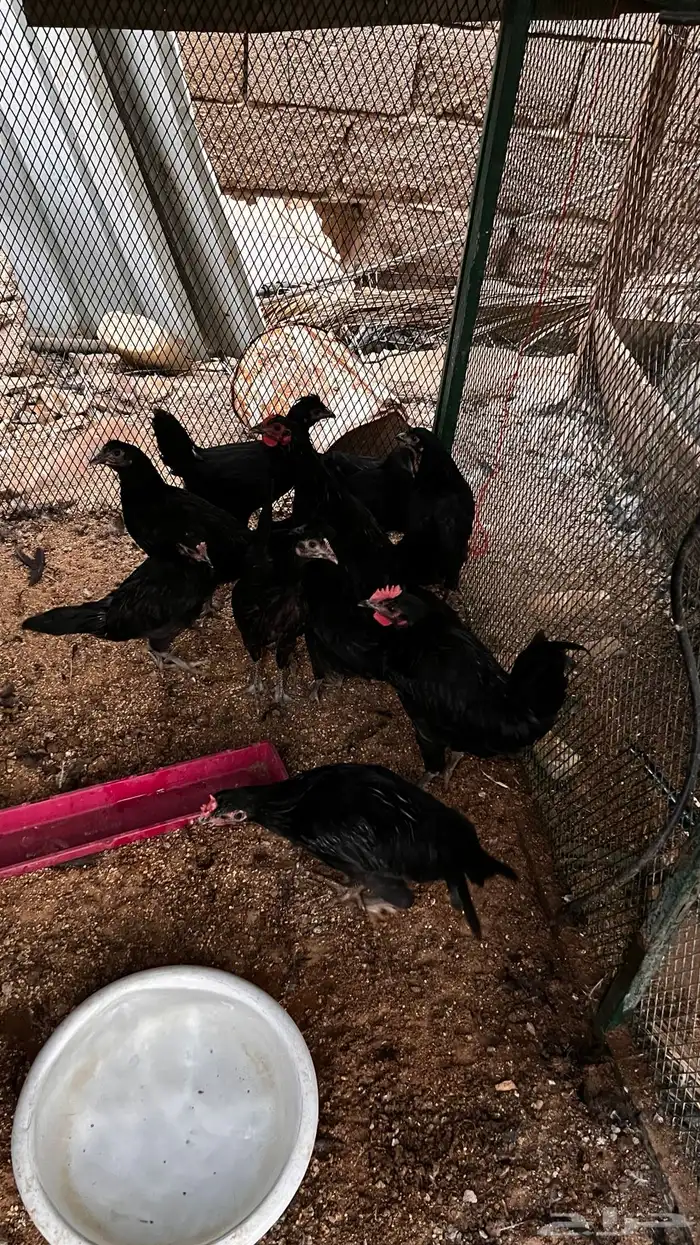 ديكه للبيع 3