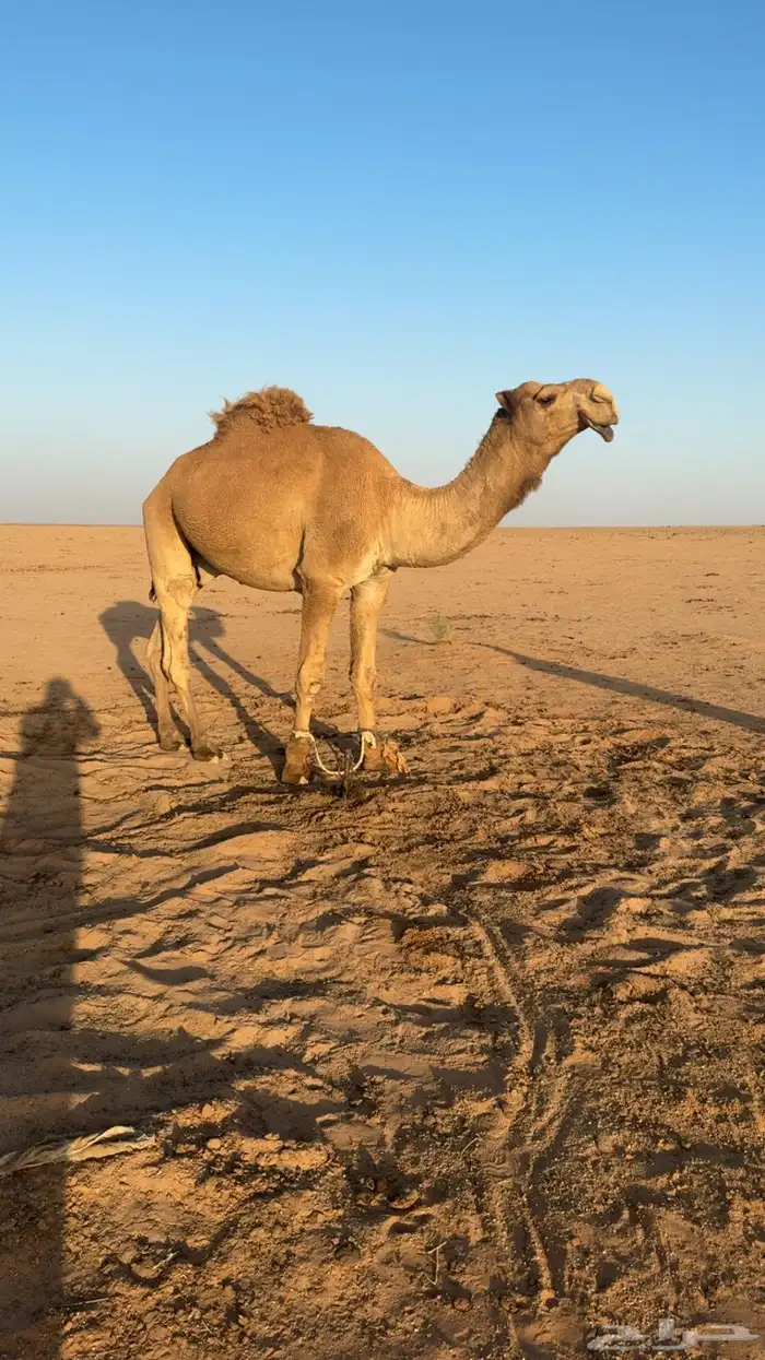 قعود اشعل كفو 3