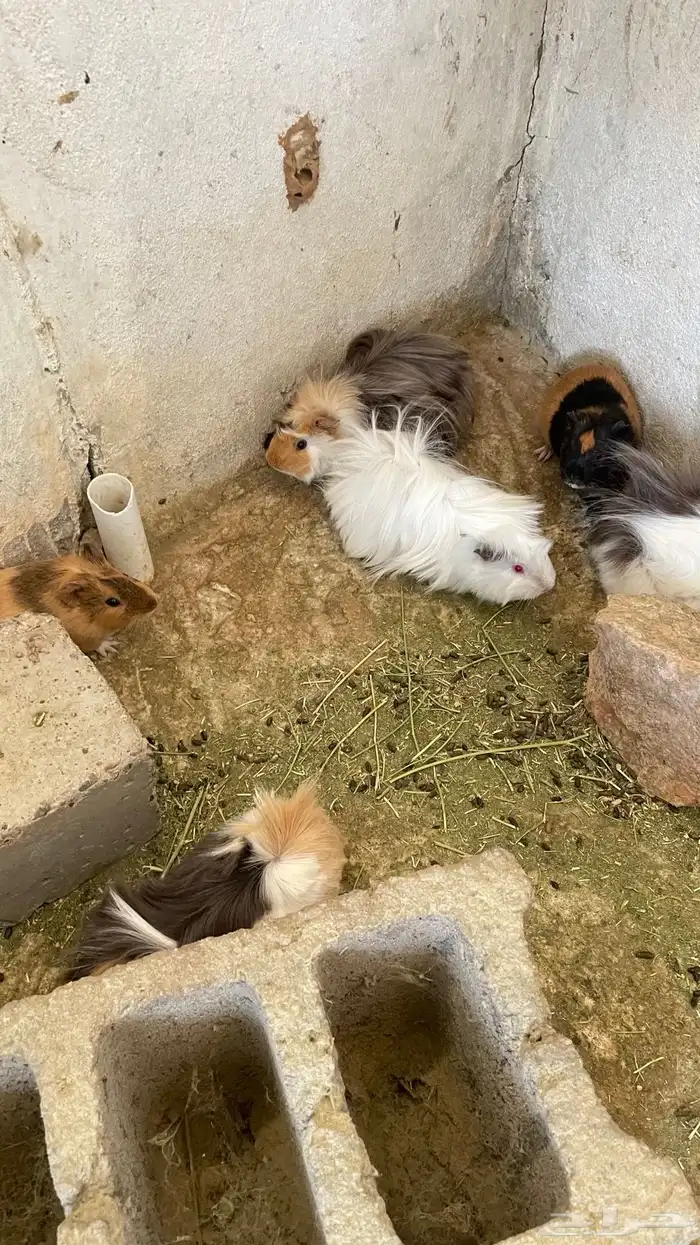 وبران بلدي و أمريكي 4