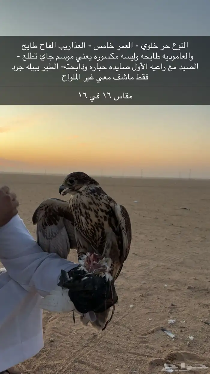 طير حر للبيع 0