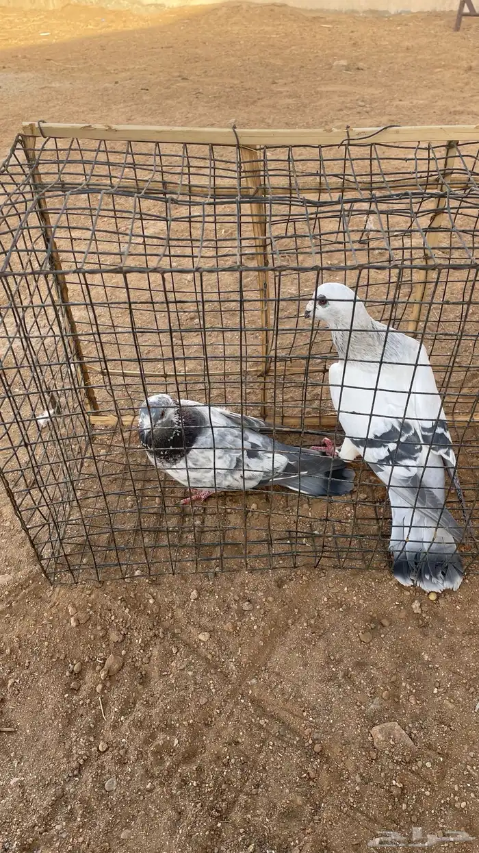 حمام شفرات شامي 6