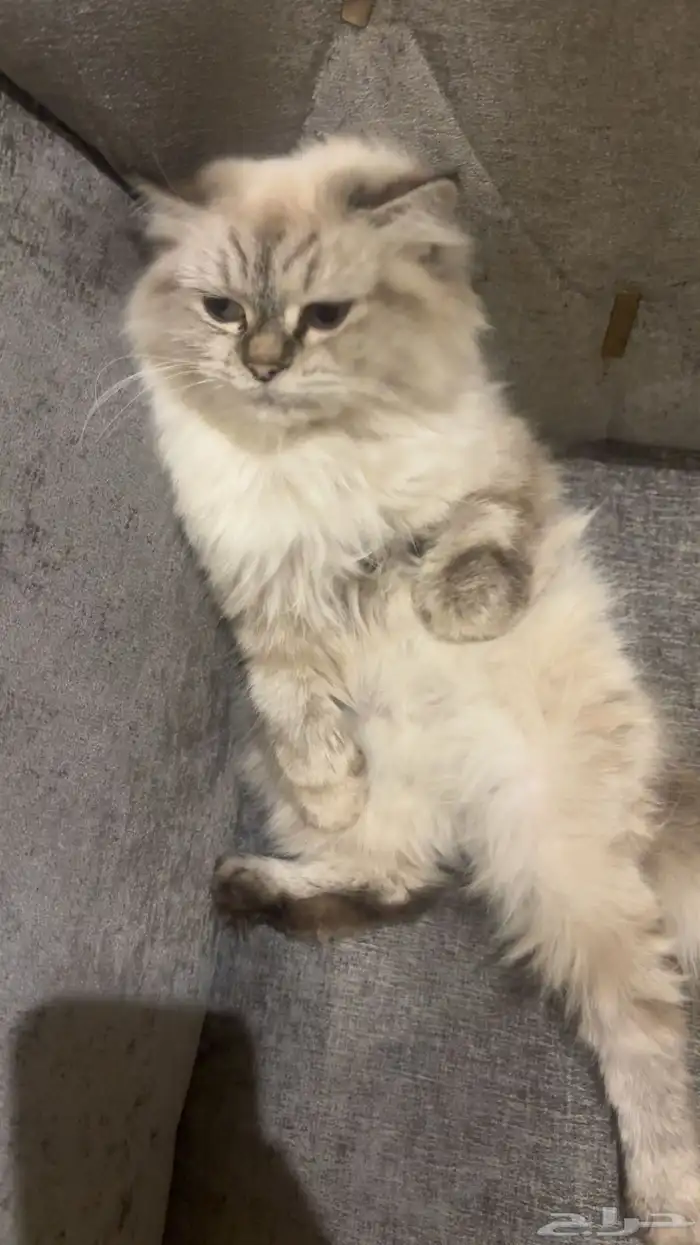 قطه هملايه وشيرازي العمر 8 شهور انثى 0