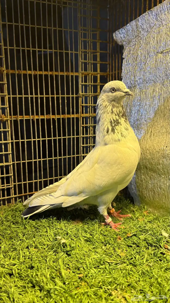 حمام سلكوتي 3