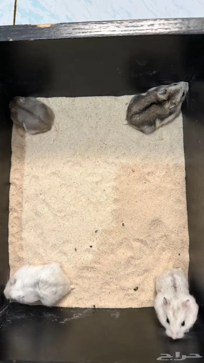 هامستر ونتر وايت (الدبدوب) للبيع 2