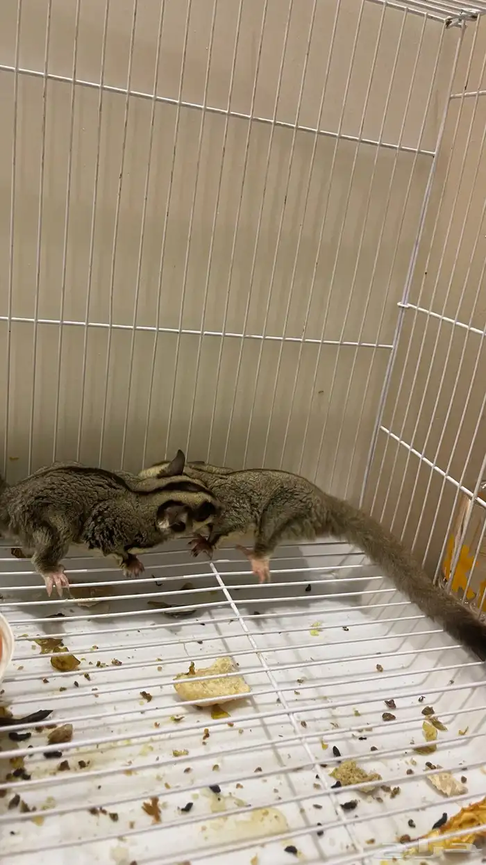 سنجاب طائر شوقر قلايدر 4