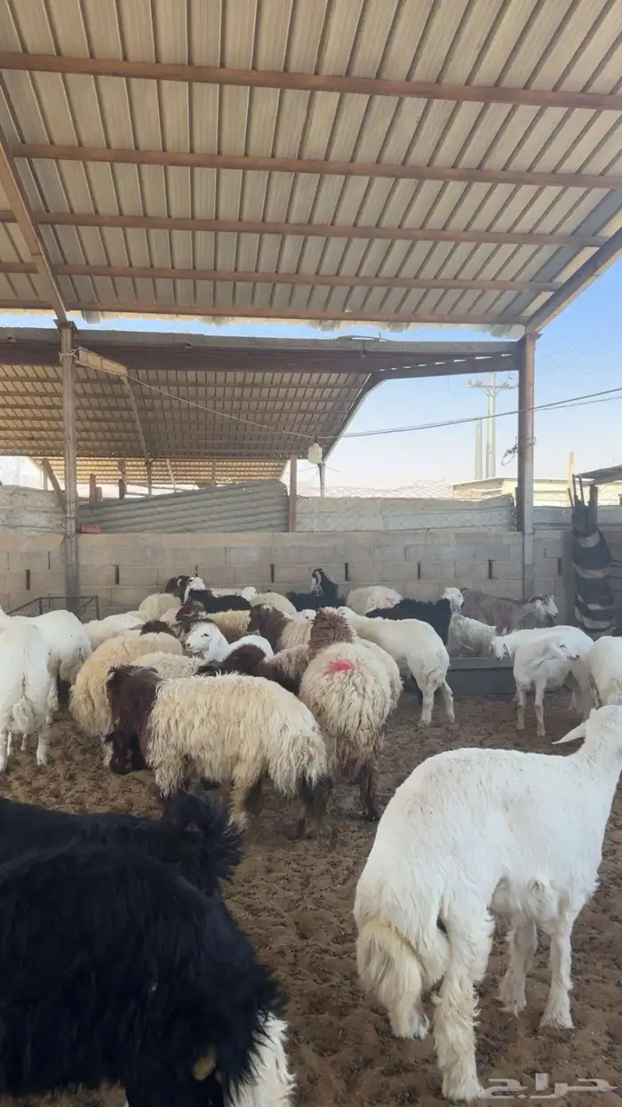 ذبائح للبيع 5