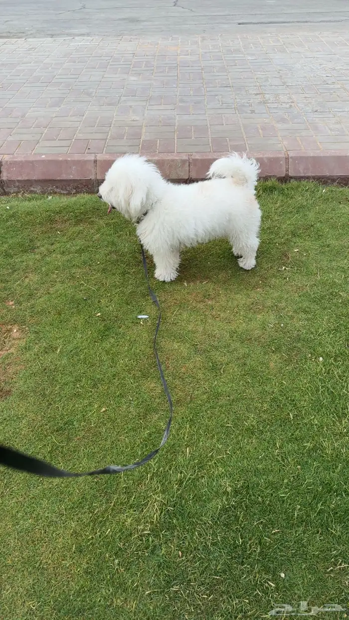 كلب مالتيز 1