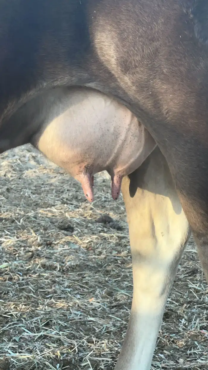 بقره للبيع 1