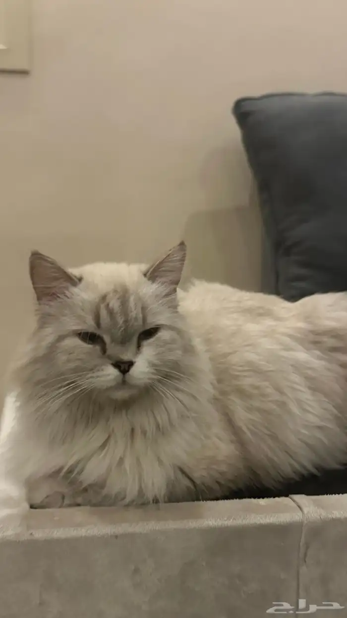 قطة ضائعة حامل 1