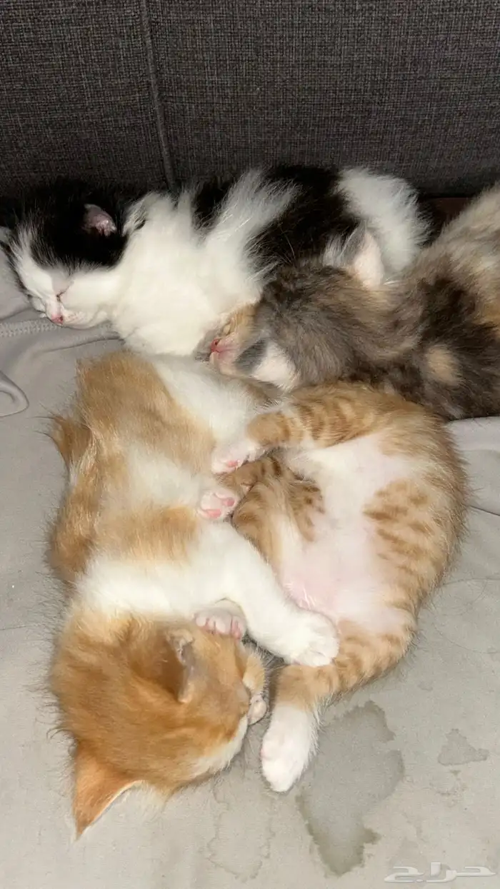 قطه واولادها لتبني 4