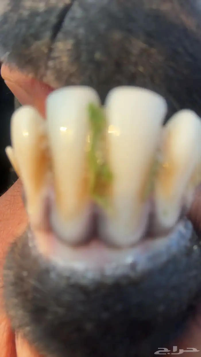 معزا حليب ونظاف شرط 4