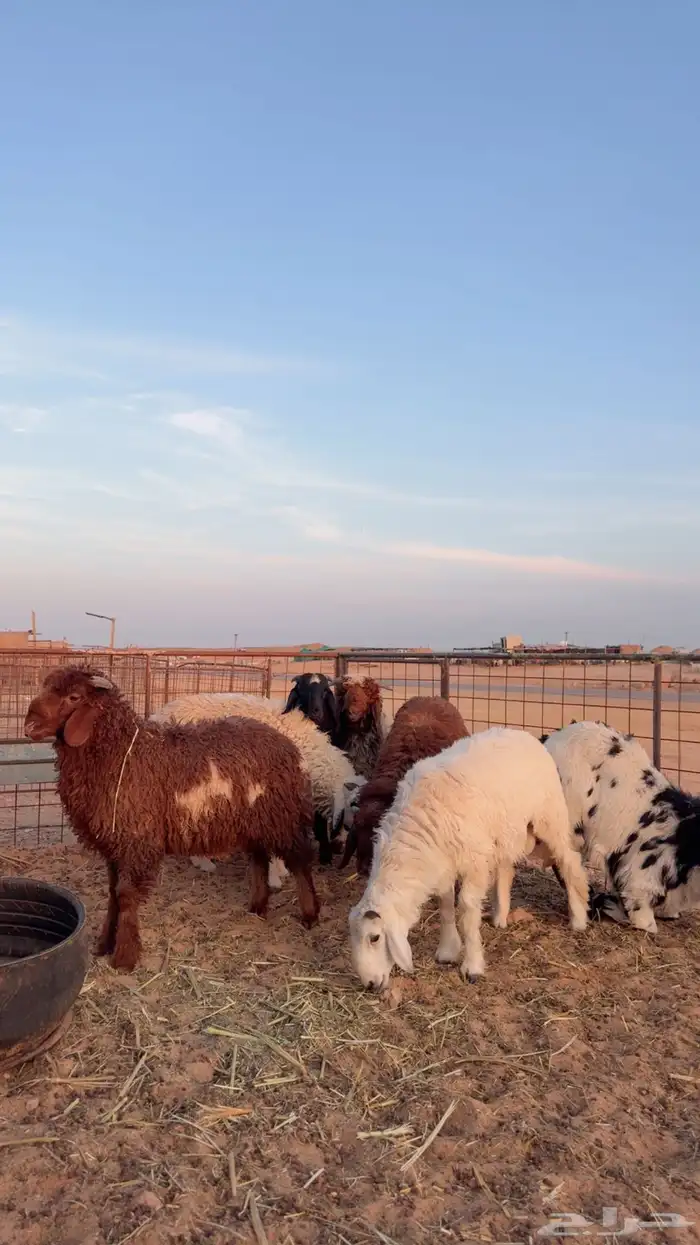 خرفان العدد 8 1